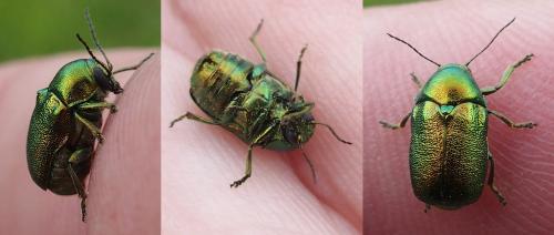 Cryptocephalus sp.
